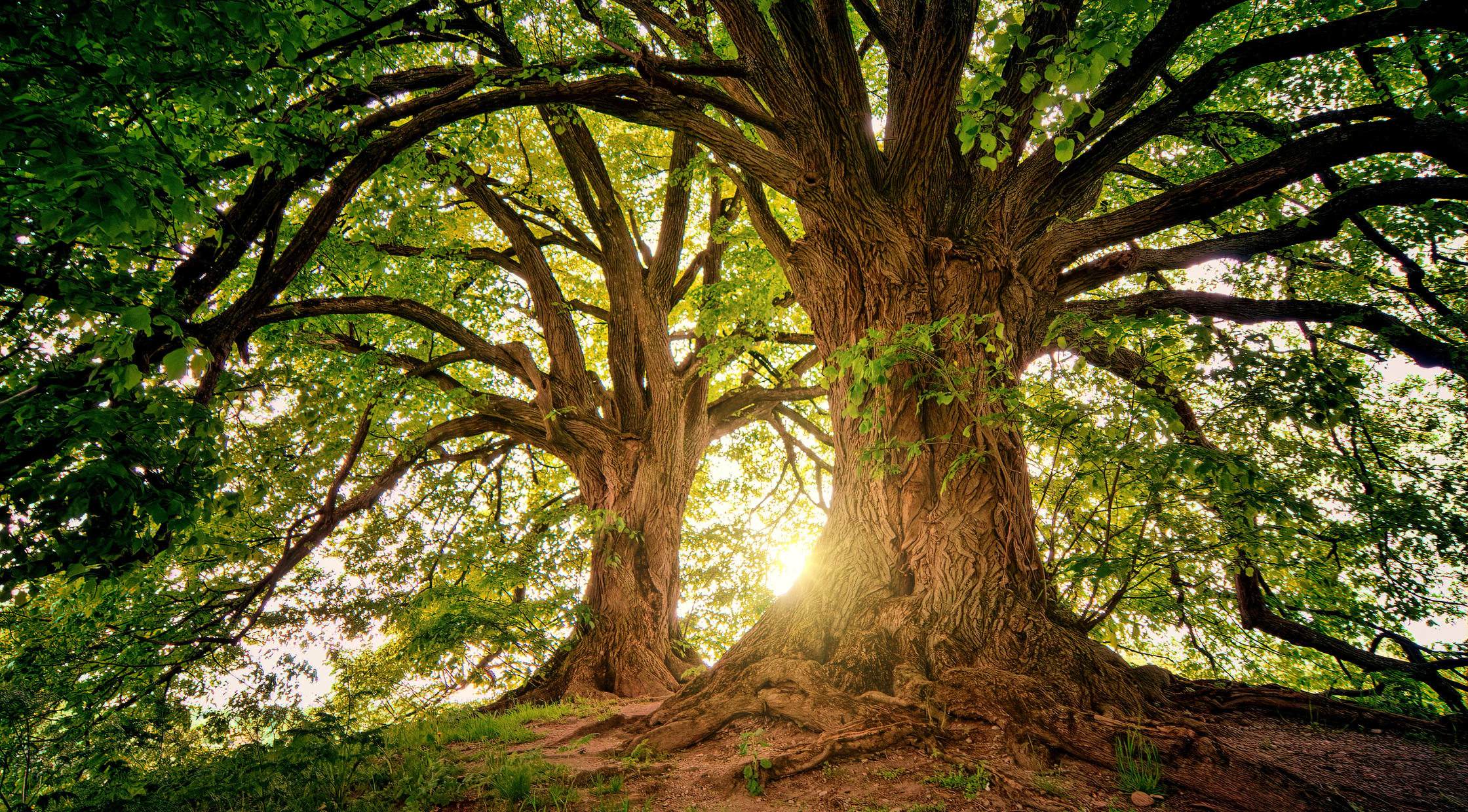 Tree Meaning in Tamil